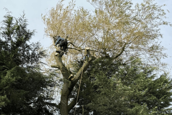 CRW Tree Surgery (600 x 400 px) (10)