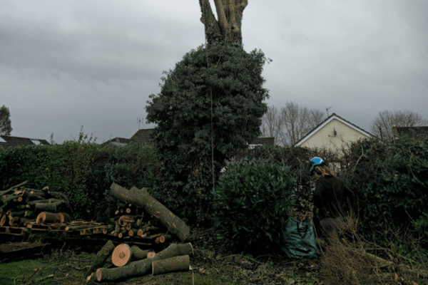 CRW Tree Surgery (600 x 400 px) (12)