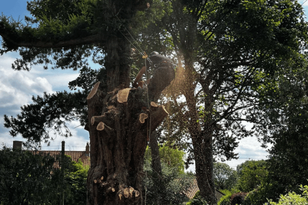 CRW Tree Surgery (600 x 400 px) (2)