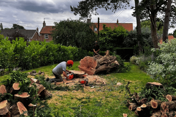 CRW Tree Surgery (600 x 400 px) (3)