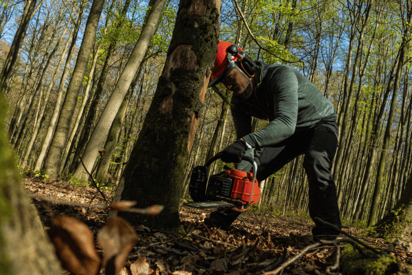 CRW Tree Surgery (600 x 400 px) (5)